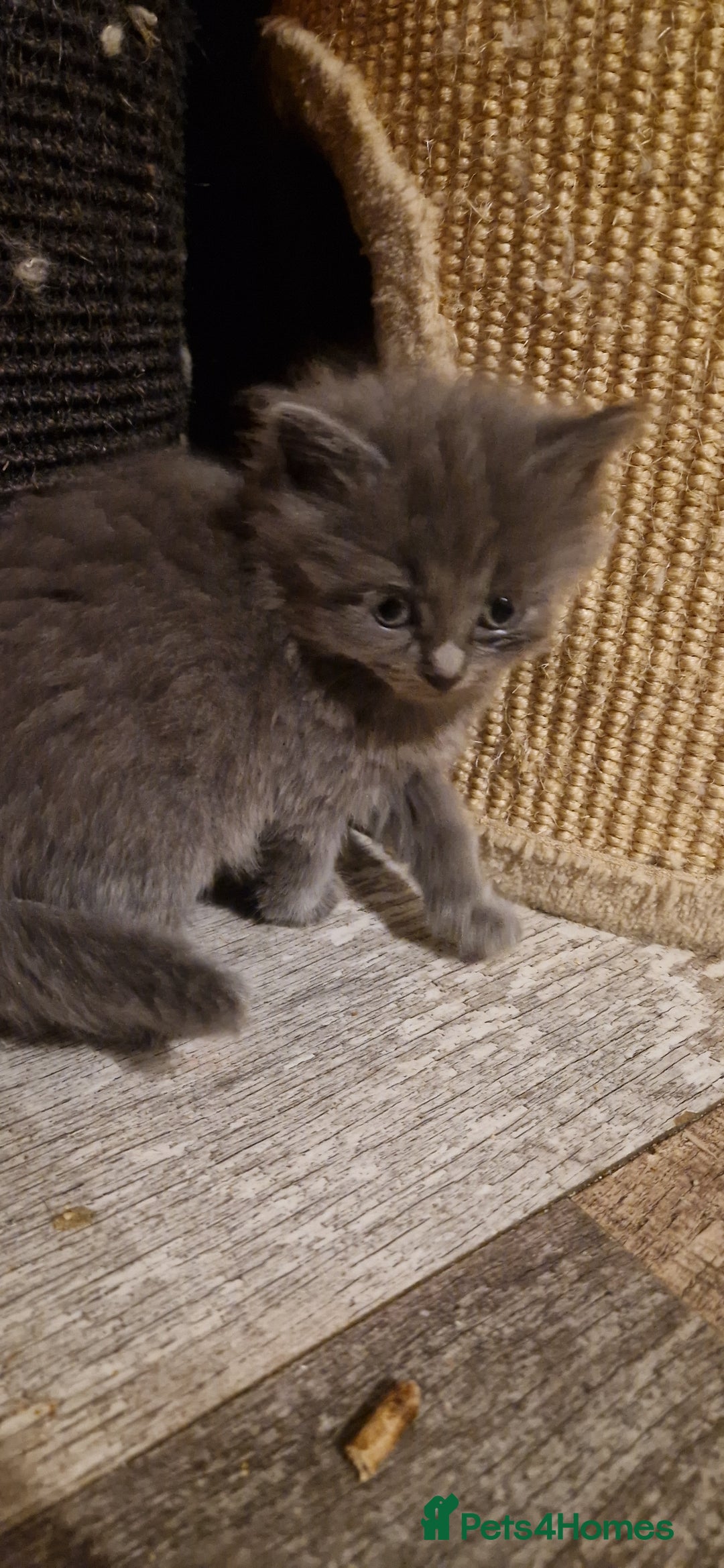 Mixed Breed cats for sale: Ragdoll cross - Advert 2