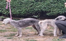 Bedlington Terrier dogs for sale: KC Registered Bedlington Terrier Pups - Image 14