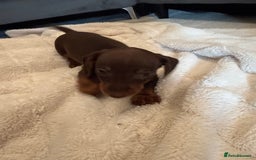 Miniature Dachshund dogs for sale: Miniature dachshund puppy brown boy ready to leave - Image 8
