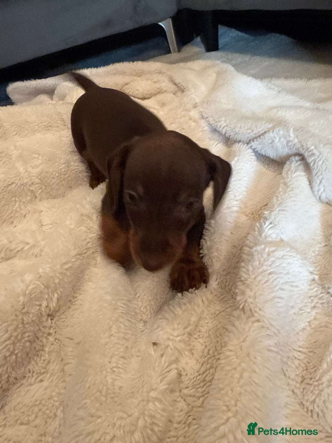 Miniature Dachshund dogs for sale: Miniature dachshund puppy brown boy ready to leave - Image 8