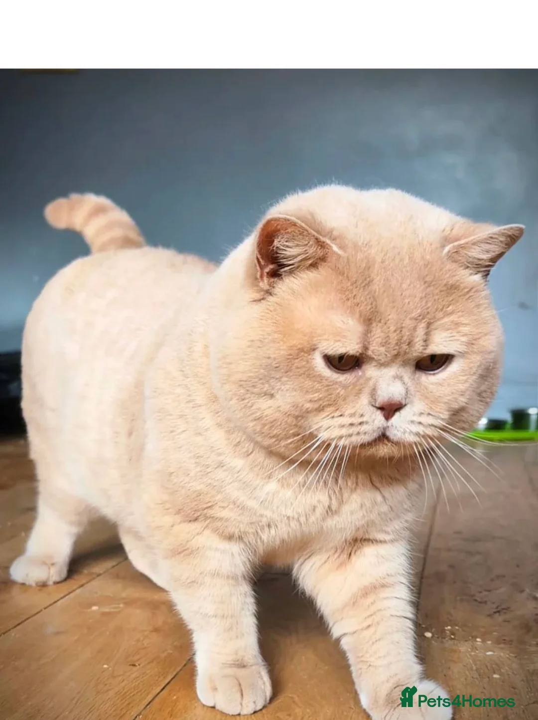 British Shorthair cats for sale: 2 male bSH kittens - Advert 2