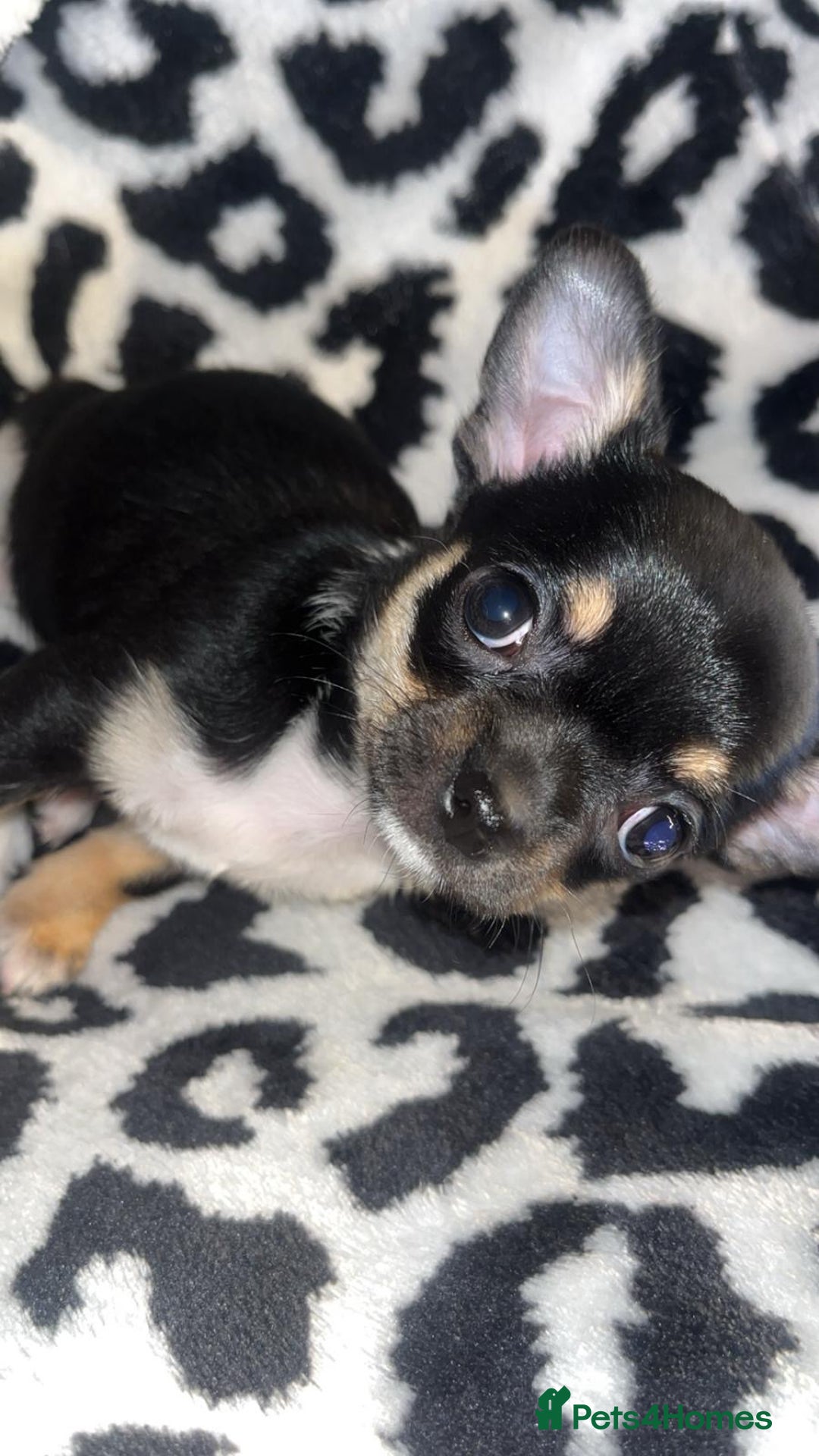 Chihuahua dogs for sale: Chihuahua puppies 2 female, 1 male  - Advert 6