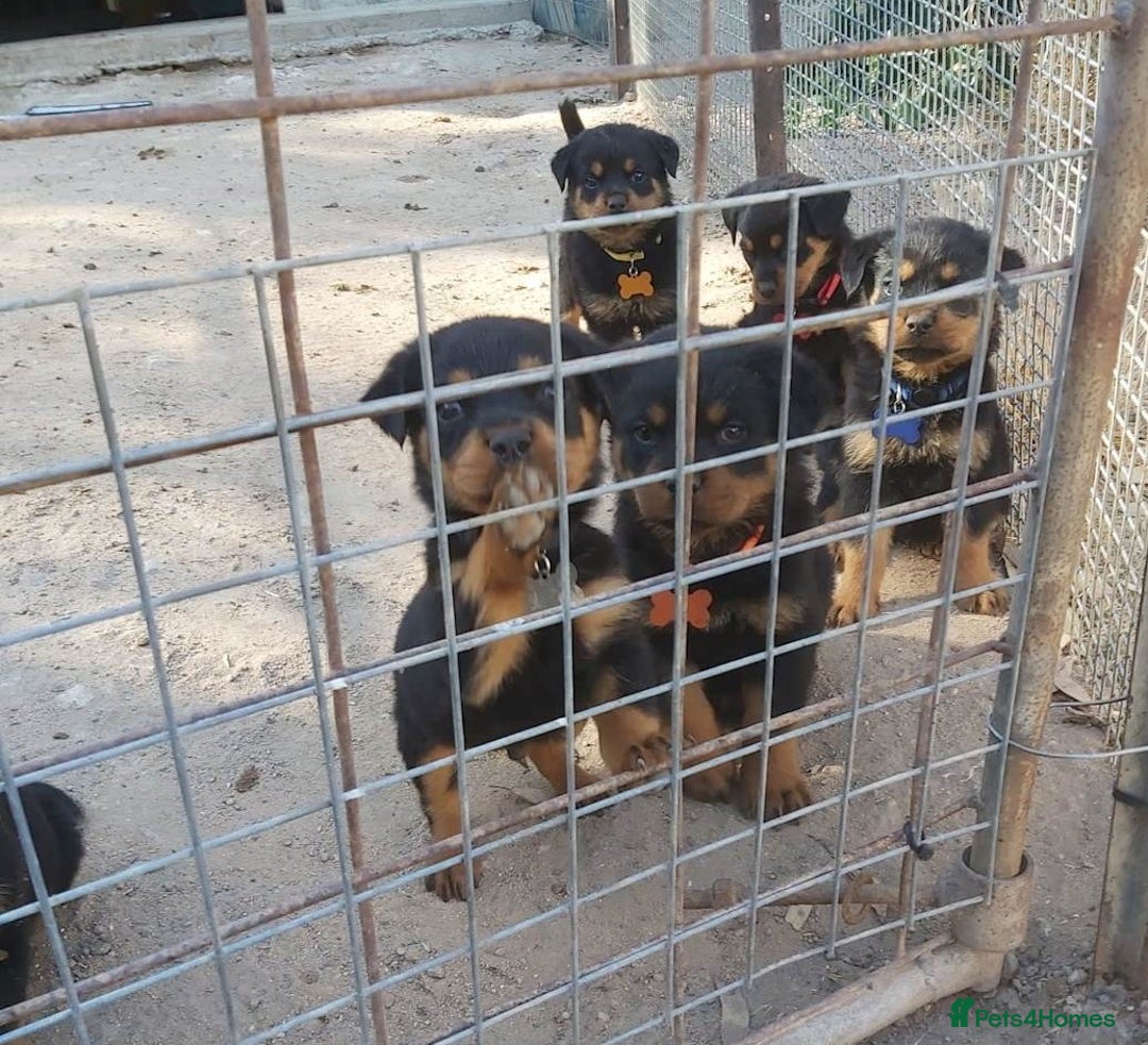 Rottweiler dogs for sale: Adorable healthy Rottweiler pups for nice homes - Advert 5
