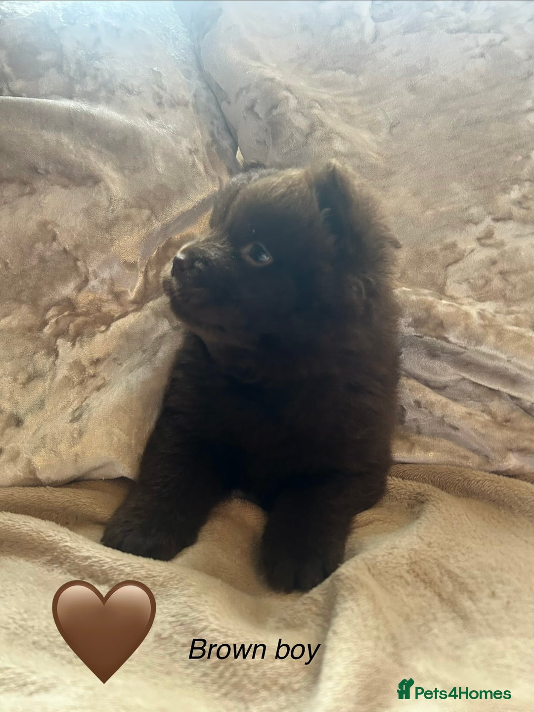 Chow Chow dogs for sale: Beautiful chow chow puppies 🥰 - Advert 2