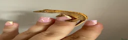 Gecko reptiles for sale: Baby crested gecko’s  - Advert 6