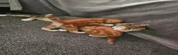 Domestic Shorthair cats for sale: 2 kittens for sale. in Sheffield - Advert 4