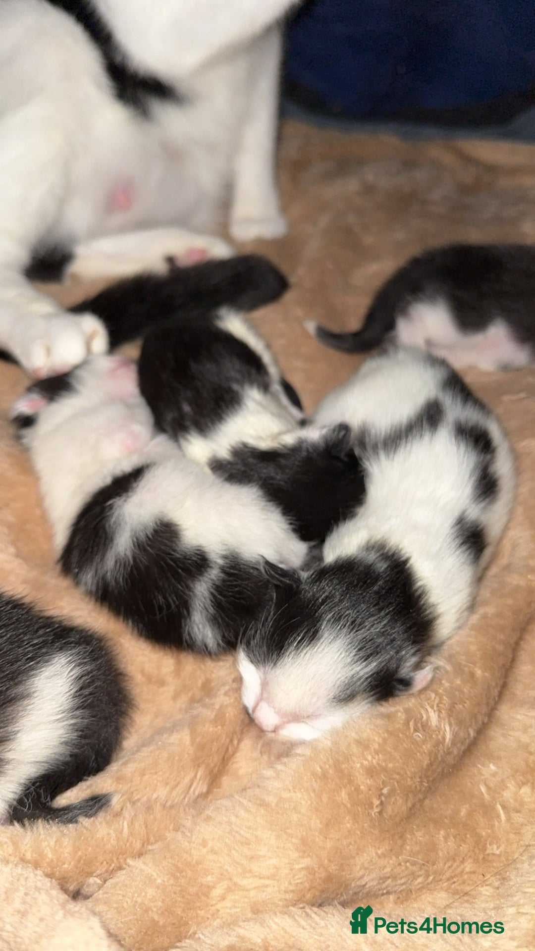 British Longhair cats for sale: Black and white long hair kittens for sale - Advert 15