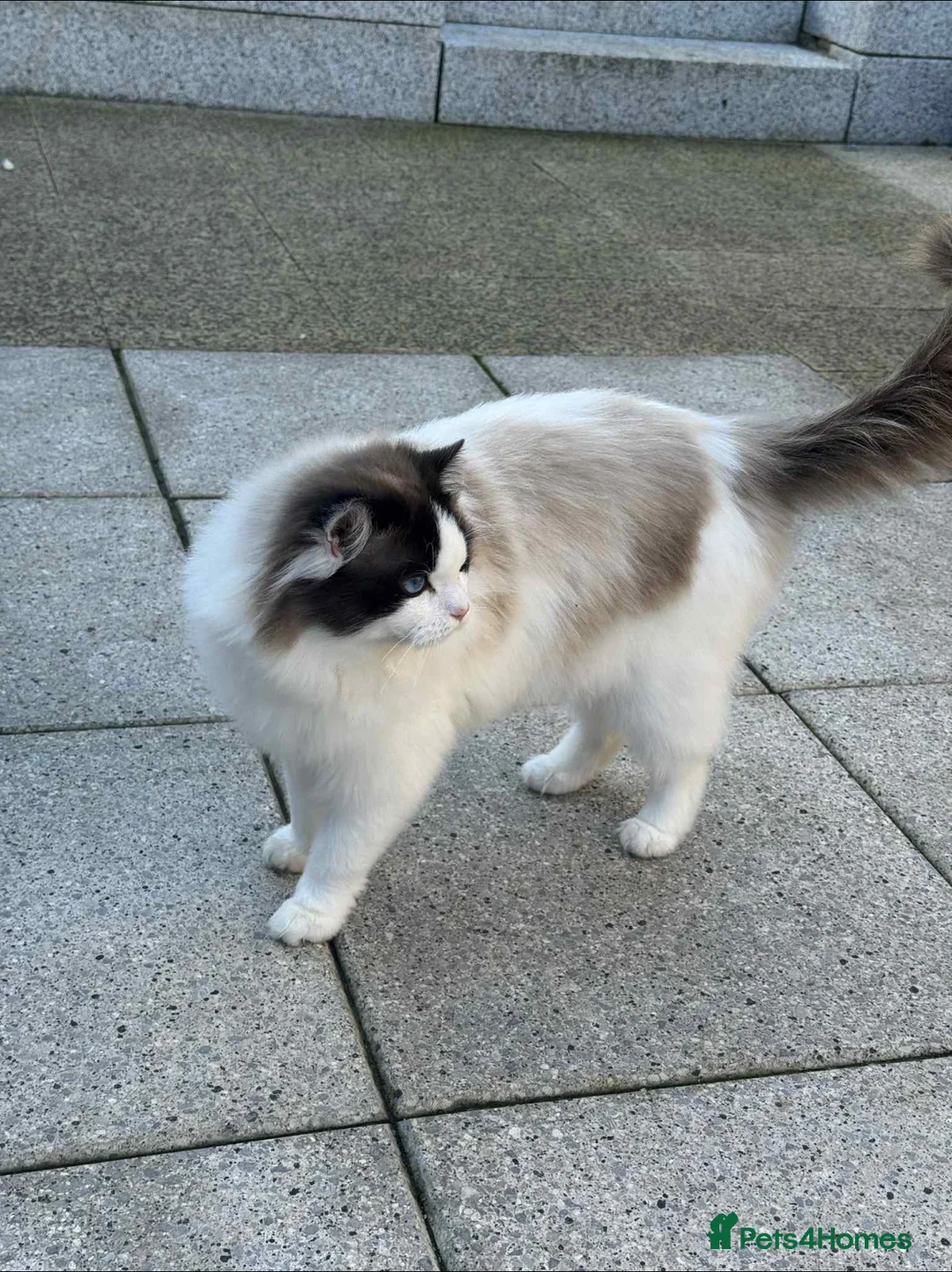 Ragdoll cats for sale: Ragdoll Bicolour  - Advert 2