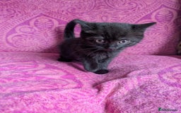 British Shorthair cats for sale: British short hair cross kittens, grey black.  - Image 19