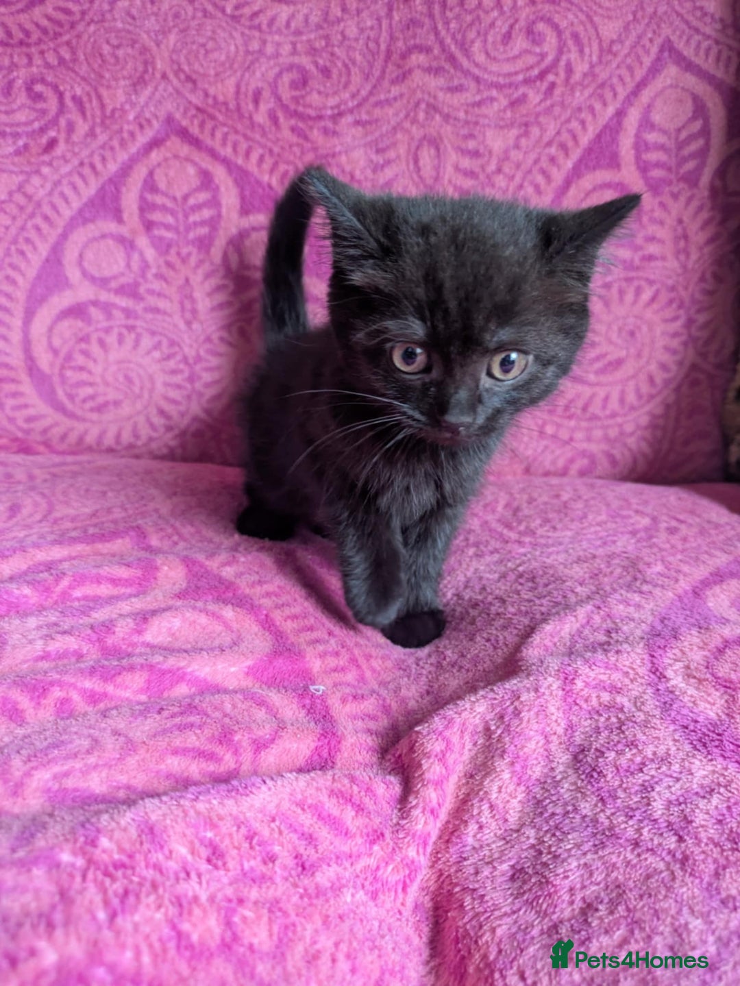 British Shorthair cats for sale: British short hair cross kittens, grey black.  - Image 19