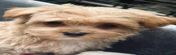 Maltipoo dogs for sale:  **  Miny Maltipoo – Beautiful Teddy Bear Face - Advert 14