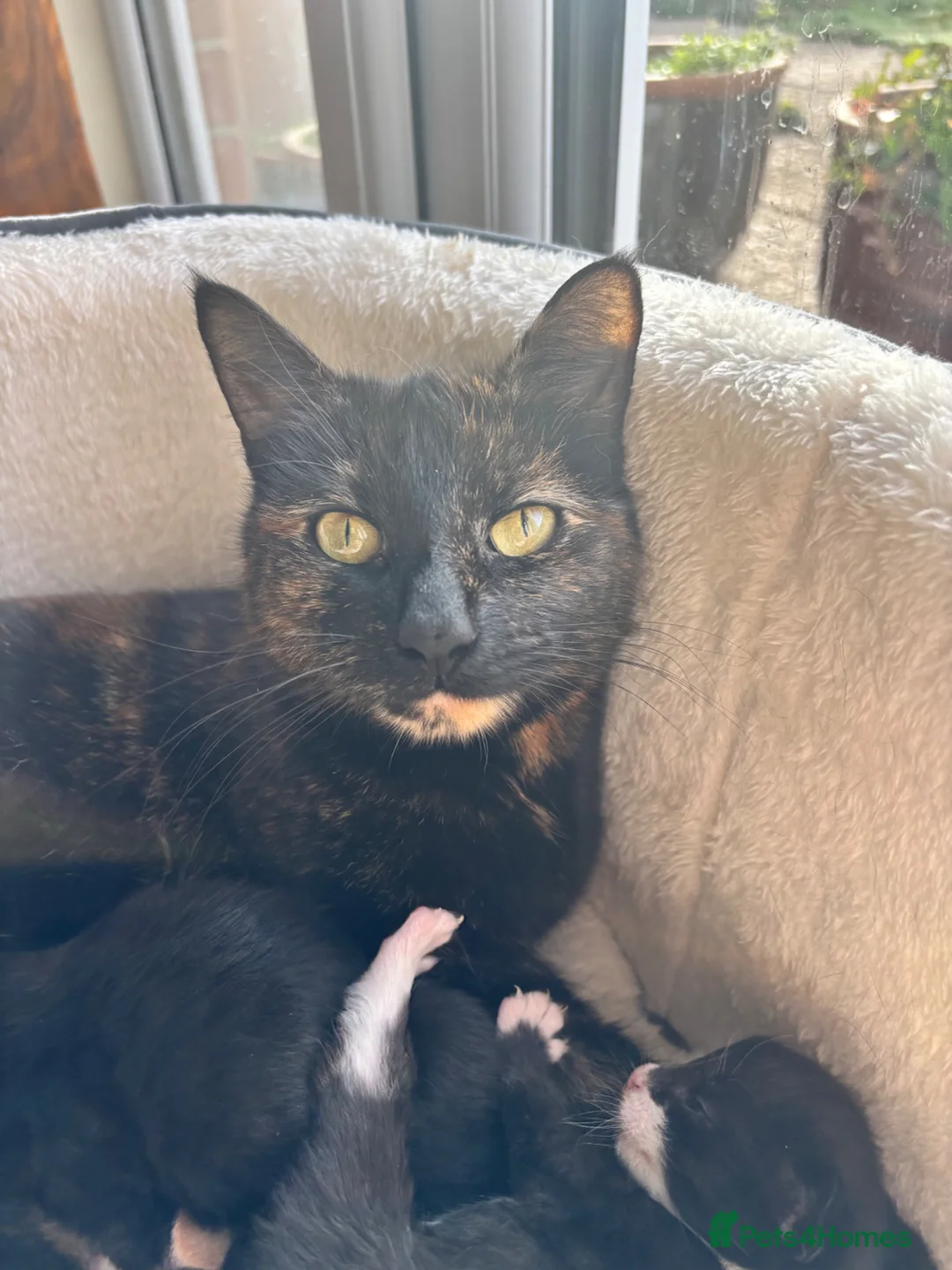 Mixed Breed cats for sale: 3 gorgeous black and white kittens  - Advert 1