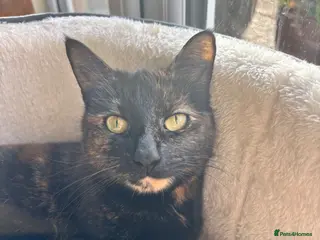 Mixed Breed cats 3 gorgeous black and white kittens - Advert 1