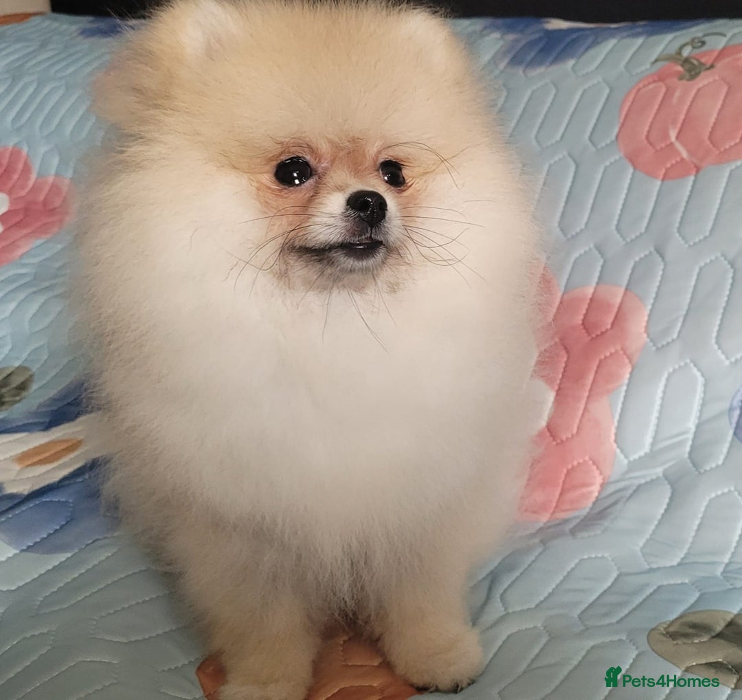 Pomeranian dogs for sale: XXS🐶KC REG🐾Pomeranian Puppies for sale🐶 in Brentwood - Image 28