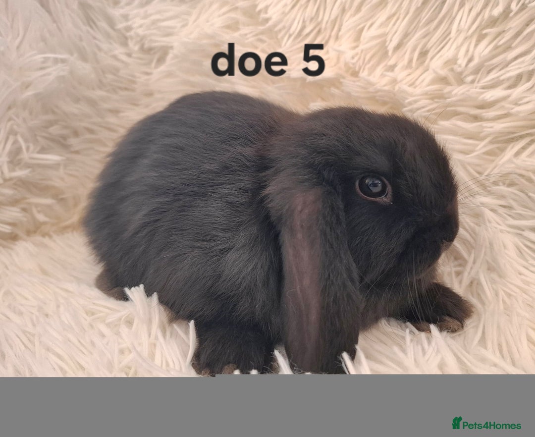 Mini Lop rabbits for sale: * READY TO LEAVE * from 14th December - Advert 5