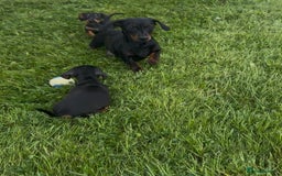 Miniature Dachshund dogs for sale: Miniature dachshund smooth KC Reg - Image 5