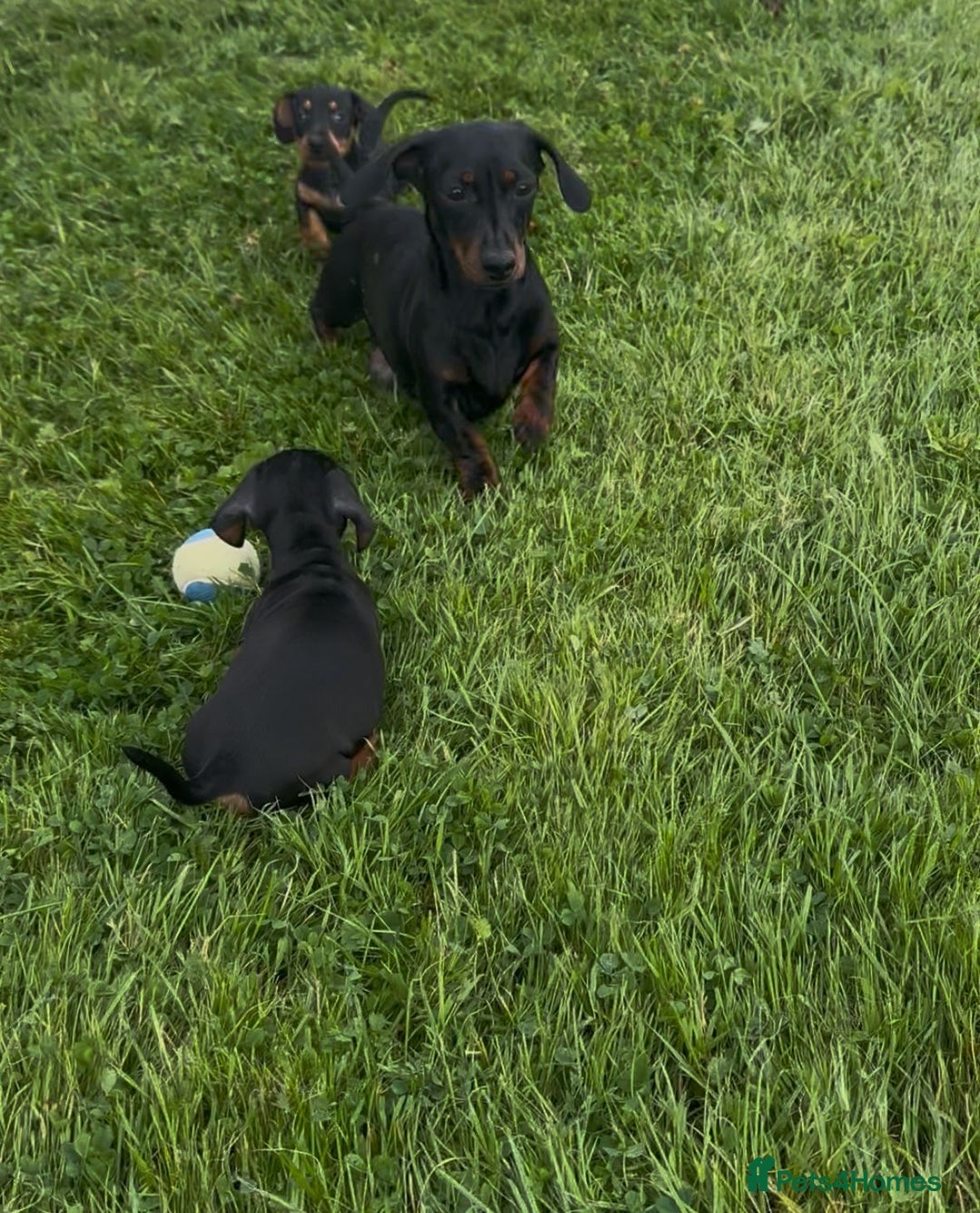 Miniature Dachshund dogs for sale: Miniature dachshund smooth KC Reg - Image 5