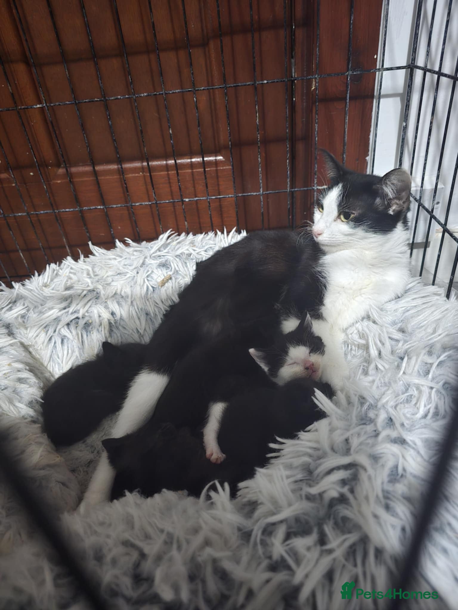 Mixed Breed cats 3 lovely kittens - Advert 1