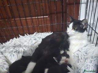 Mixed Breed cats 3 lovely kittens - Advert 1