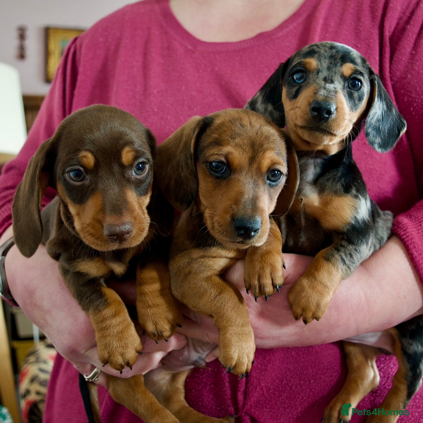 Miniature Dachshund dogs READY 2/2 - 3 KC Reg Miniature Dachshund Puppies - Advert 1