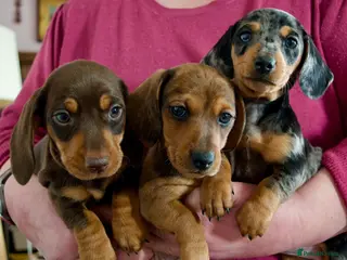 Miniature Dachshund dogs READY 2/2 - 3 KC Reg Miniature Dachshund Puppies - Advert 1