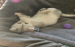 British Longhair cats for sale: BSH and BLH Silvers   in Bournemouth - Image 2