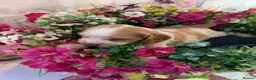 Mixed Breed dogs for sale: F1BB ENGLISH SHOW TYPE COCKERPOOS in Waterlooville - Advert 17