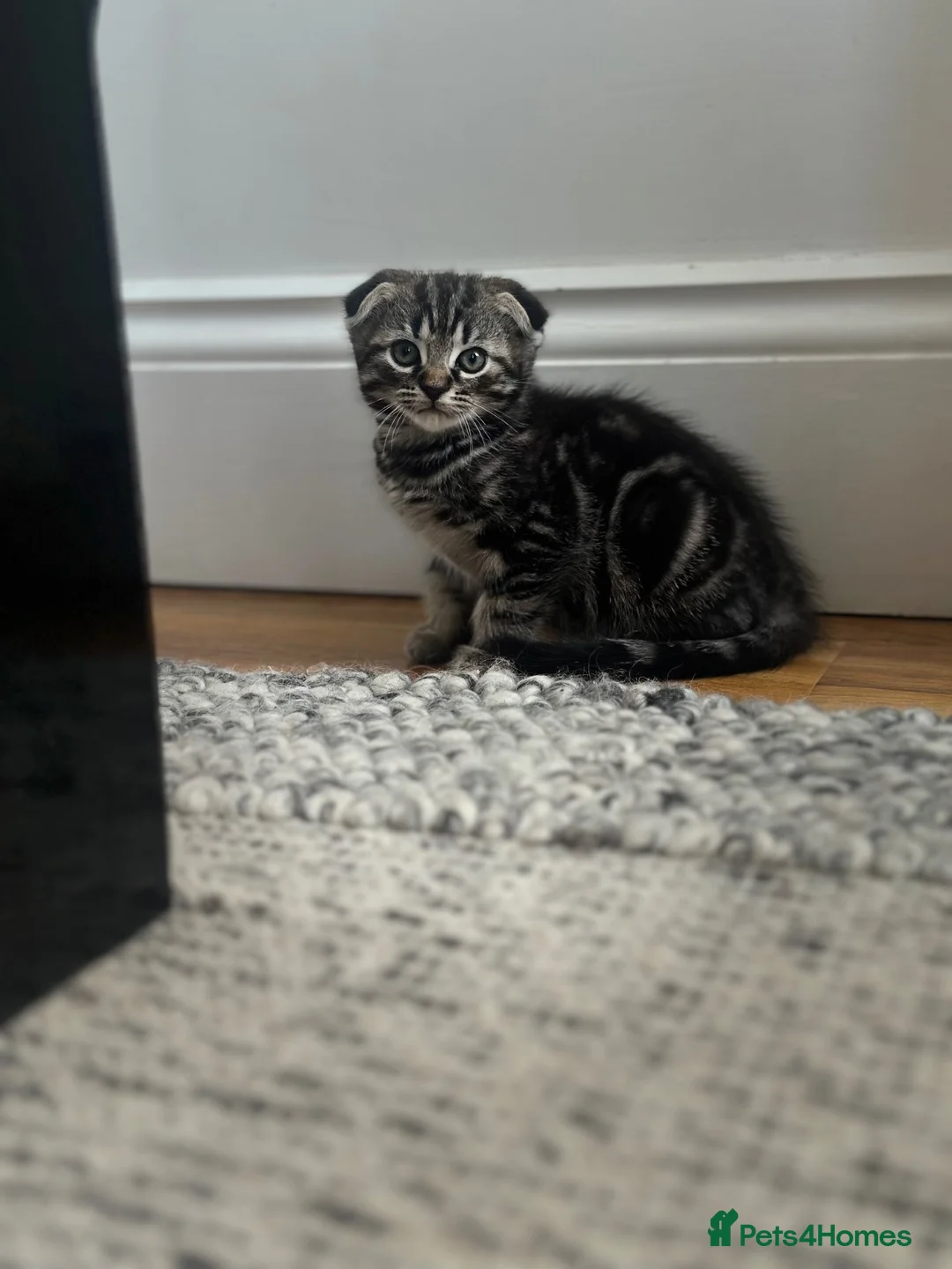 Mixed Breed cats for sale: Folded ears 2 boys kitten  - Advert 1