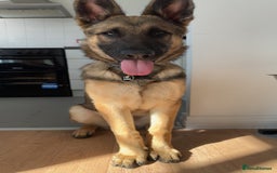 Mixed Breed dogs for sale: German Shepard X Belgium Malinos  - Image 7