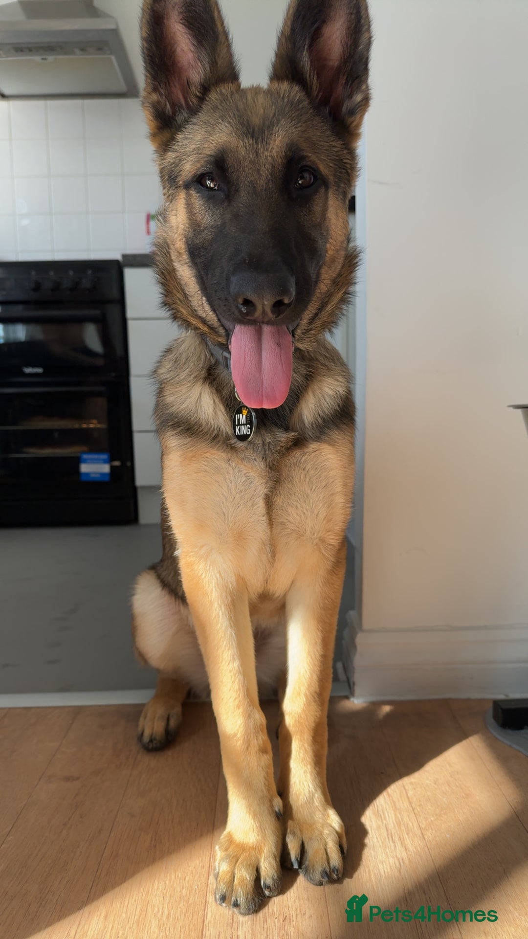 Mixed Breed dogs for sale: German Shepard X Belgium Malinos  - Image 7