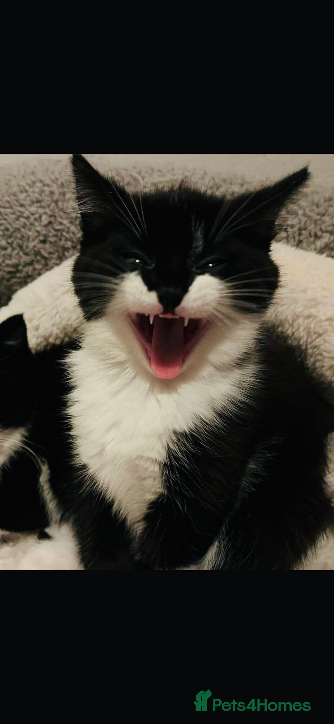 Domestic Shorthair cats for sale: Adorable Black & White Domestic Shorthair Kitten  - Advert 4