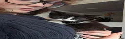 Mixed Breed cats for sale: Bi colour Ragdoll cross female kittens  in Sheffield - Advert 16