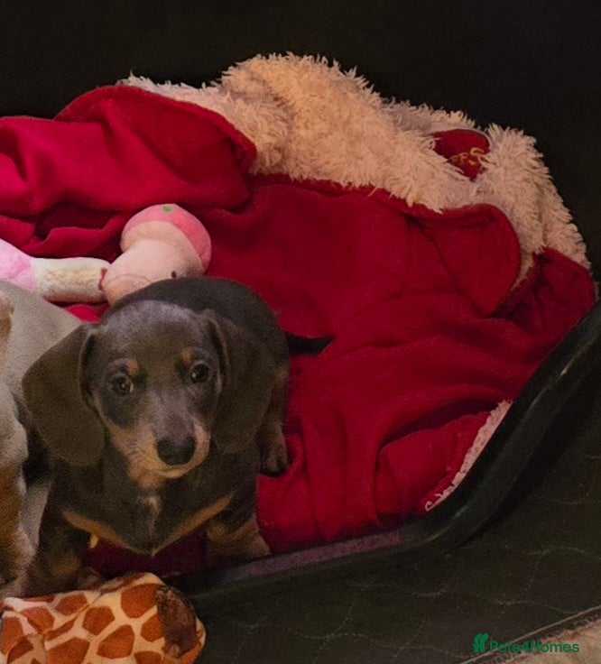 Dachshund dogs 🐾 Ready now KC reg mini Blue/tan girl 🐾 - Advert 4