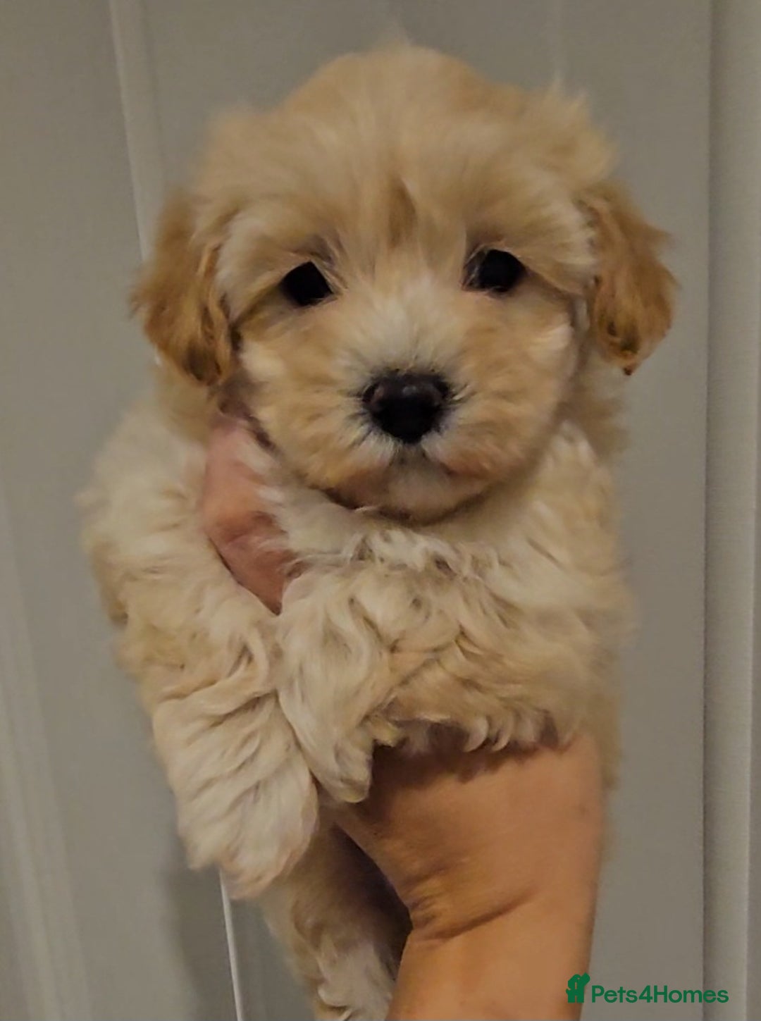 Maltipoo dogs for sale: F1 Maltipoo puppies - Advert 1