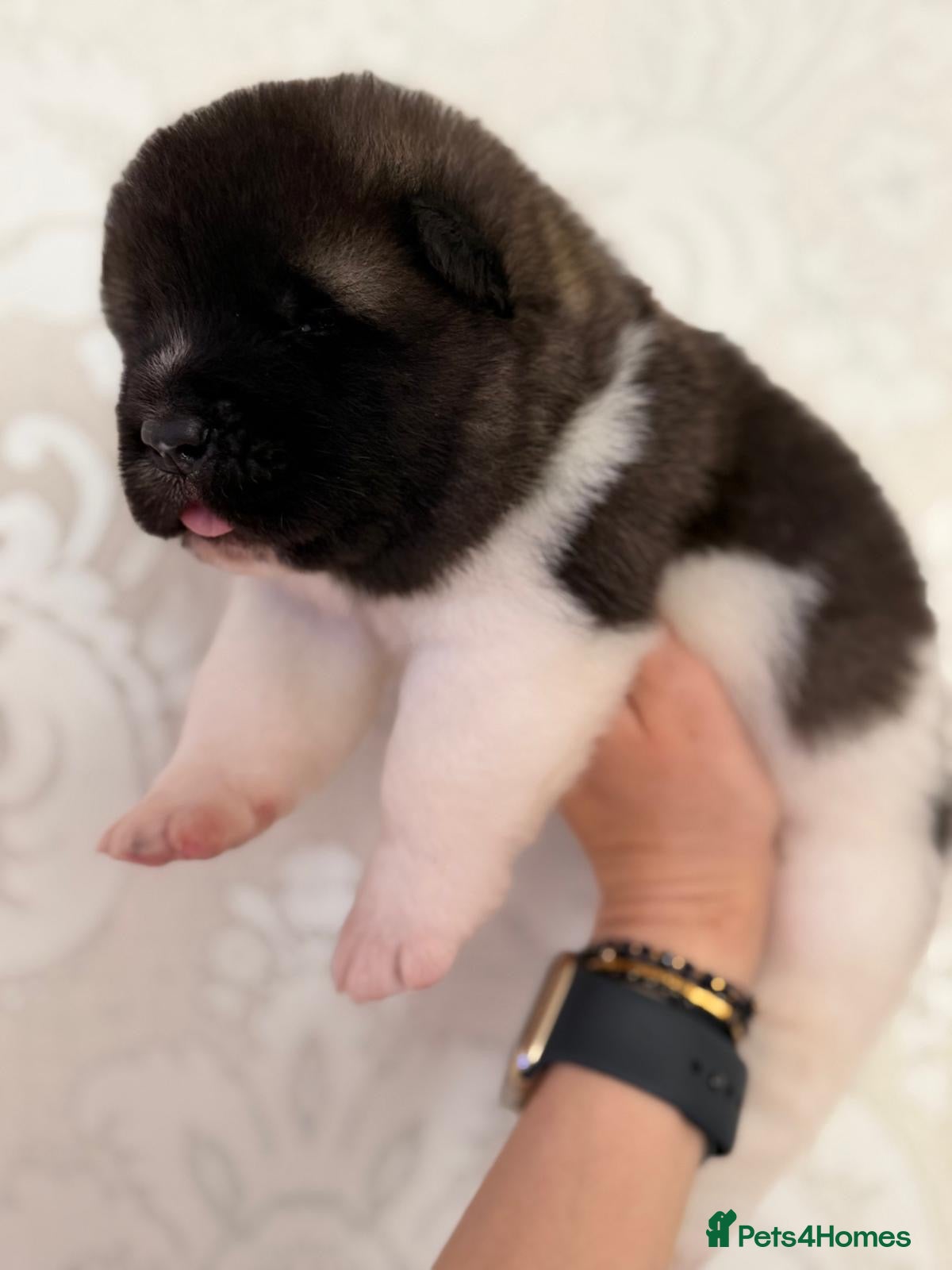 Akita dogs KC REGISTERED AKITA BEARS.  - Advert 1