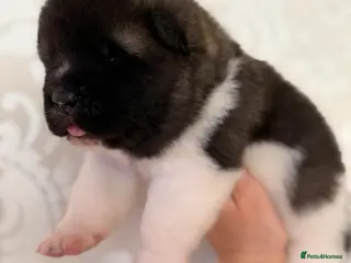 Akita dogs KC REGISTERED AKITA BEARS. - Advert 2