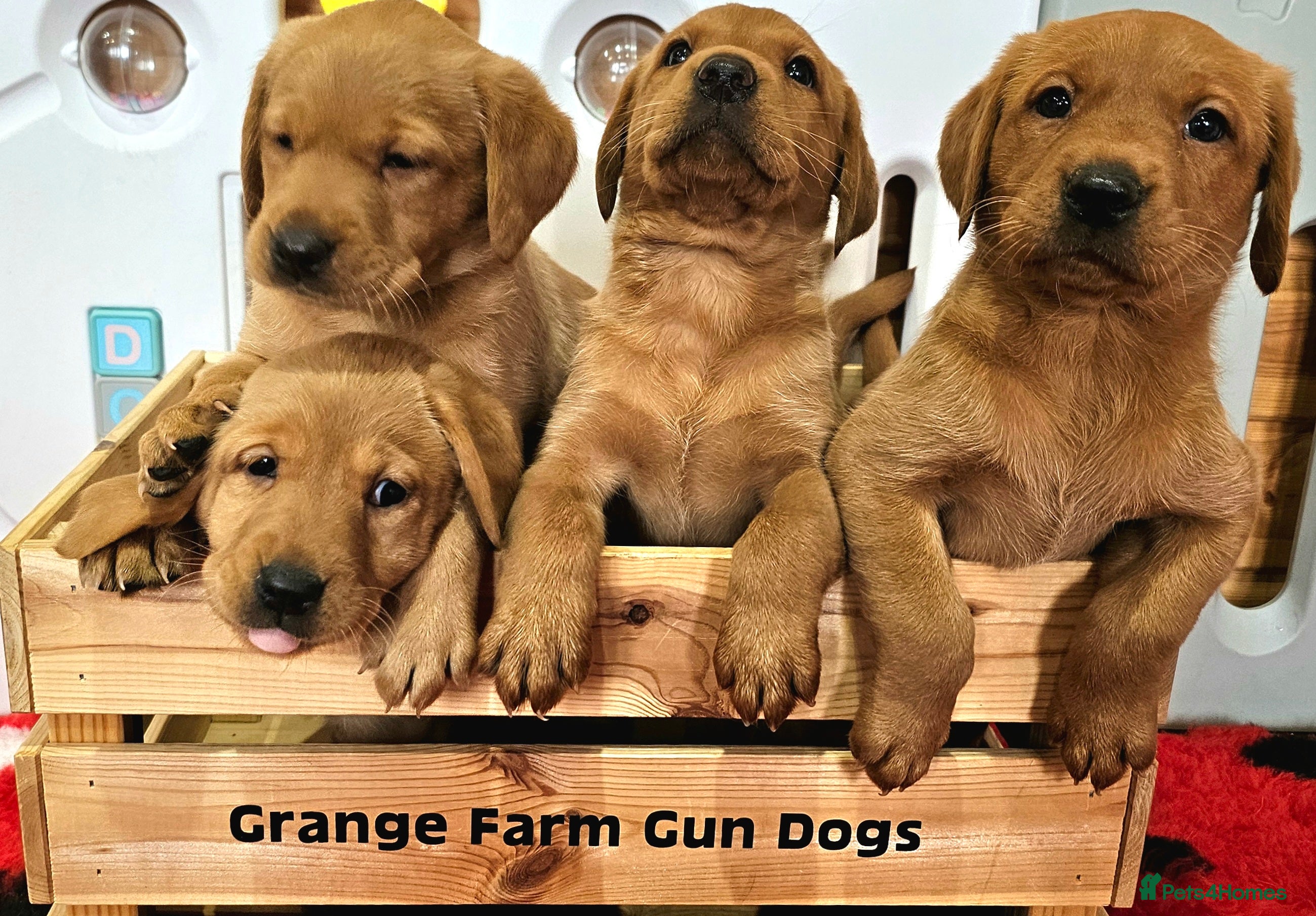 Labrador Retriever dogs 4 STUNNING KC REG FOX RED GIRL LABRADORS AVAILABLE - Advert 10