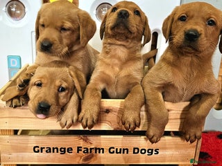 Labrador Retriever dogs 4 STUNNING KC REG FOX RED GIRL LABRADORS AVAILABLE - Advert 10