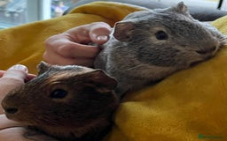 Guinea Pig rodents for sale: 2 x Male Guinea Pigs  - Advert 4
