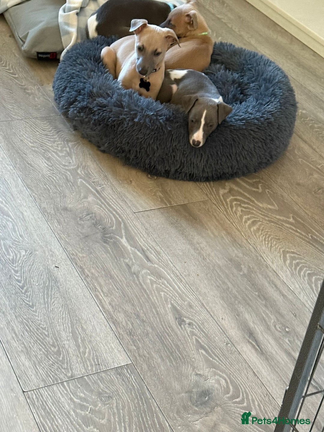 Whippet dogs for sale: 8 Week Old Whippet Puppies  - Advert 14