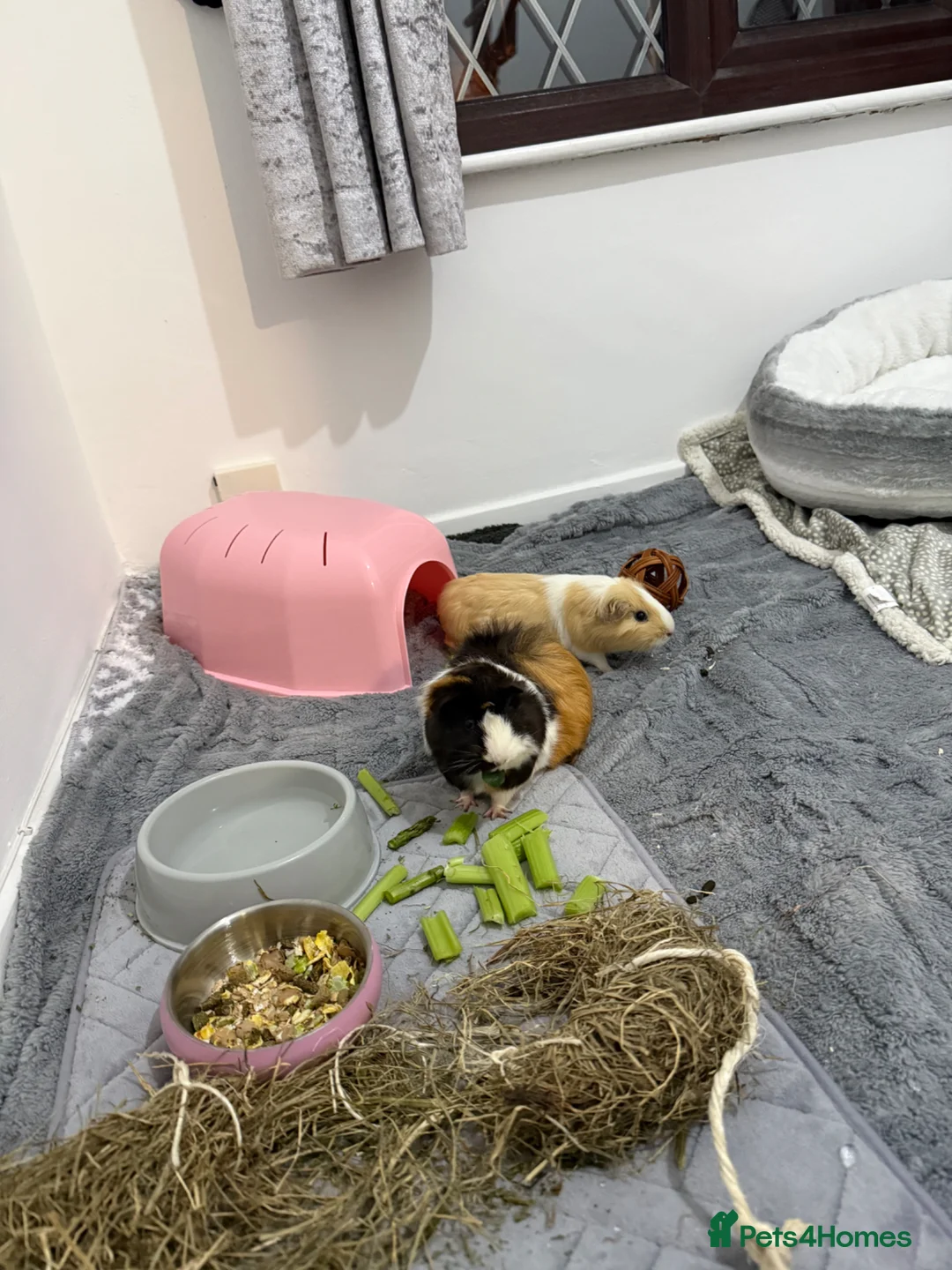 Guinea Pig rodents for sale: Two female guinea pigs  in Oldham - Advert 1