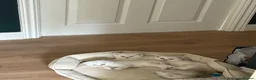 British Shorthair cats for sale: Fluffy British Shorthair & Fold Kittens 🐈‍⬛  - Advert 16