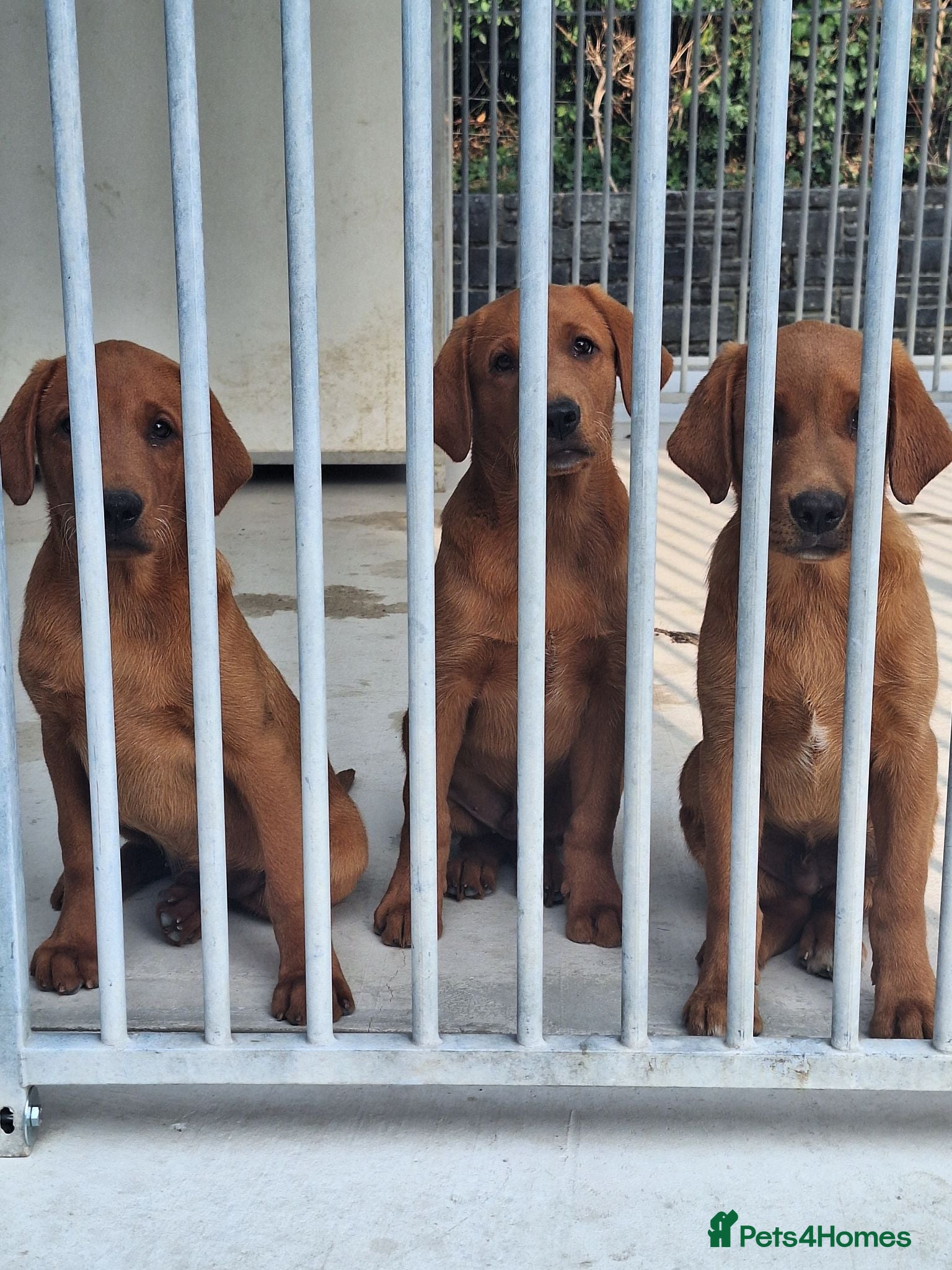 Labrador Retriever dogs Pondizfields Male Fox Red Labrador pups - Advert 1