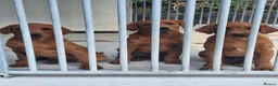 Labrador Retriever dogs for sale: Pondizfields Male Fox Red Labrador pups in Machynlleth - Advert 1