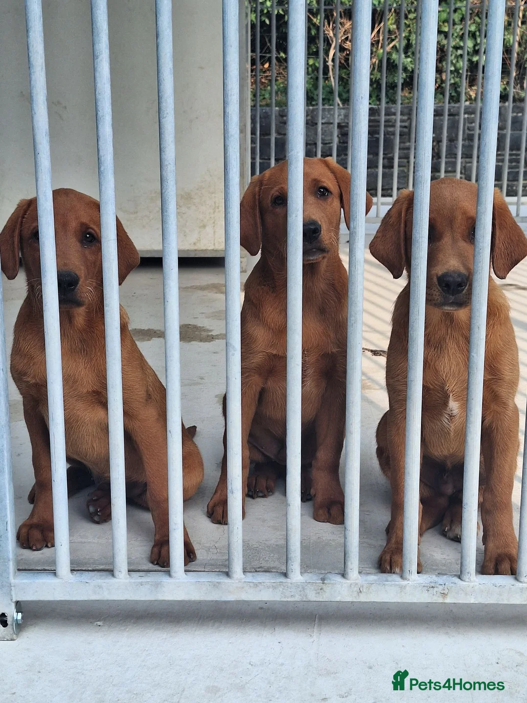 Labrador Retriever dogs for sale: Pondizfields Male Fox Red Labrador pups in Machynlleth - Advert 1