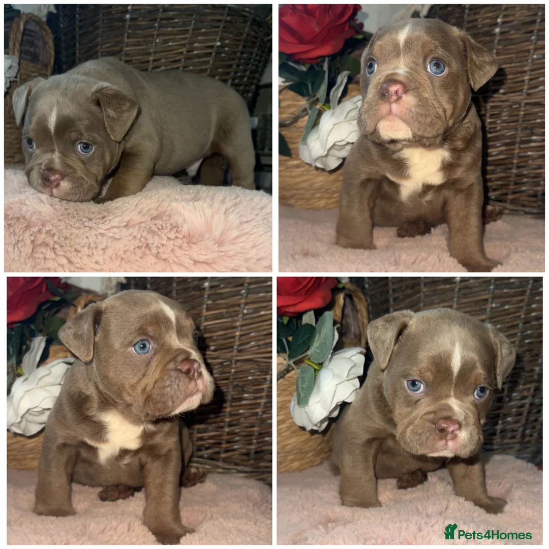 Olde English Bulldogge dogs for sale: Beautiful Olde English bulldog  - Advert 4