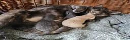 Mixed Breed cats for sale: Kittens - Advert 2