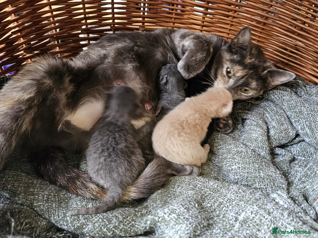 Mixed Breed cats for sale: Kittens - Advert 2