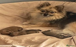 Pomeranian dogs for sale: 3 stunning girls  - Image 10