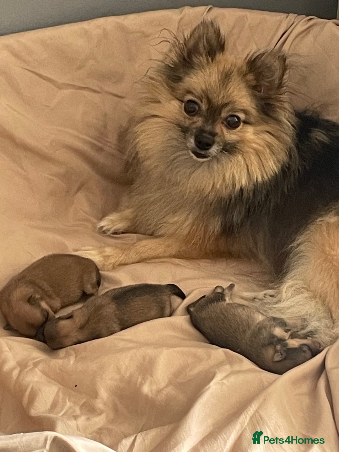 Pomeranian dogs for sale: 3 stunning girls  - Image 10